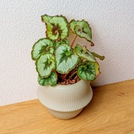 蝸牛海棠 現代感圓弧陶瓷盆淺綠色 桌上型盆栽 觀葉植物 禮物