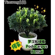 【TW668】 Podocarpus species pokok kecil罗汉松 Anak pokok 雀舌｜金钻｜小叶｜幼苗绿植