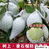 Guava fruit insect-proof bag guava fruit net bag guava protection bag guava bag guava bag番石榴水果防虫袋芭乐水