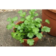 25 Coriander Seeds Coriander Leaves Superior Quality Coriander Seeds Vegetable Coriander Seeds