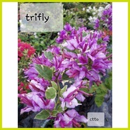 ▬ ➝ ❍ ✜ SALE!! RARE ROOTED BOUGAINVILLEA