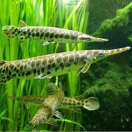 ikan aligator florida gar 37-40 cm goodmarking ikan aligator gar jumbo