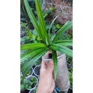 Pandan leaf/glutinous leaf