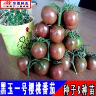 ⑧比黑玉一號紫黑櫻桃番茄種子 種籽紫黑聖女果口感小西紅柿蔬菜種子 種籽苗hn
