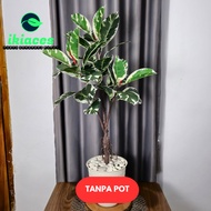 PREMIUM Artificial Caladium Leaves JUMBO Plastic Leaves Decorative Plastic Tree Decorative Fake Tree