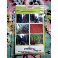 Terlaris Cabe Awe Aceh 10 Gram - Benih Cabe Merah Keriting Awe Aceh -