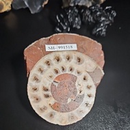 Ammonite Genuine Stone