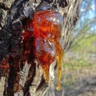 KARUVELAM PISIN | MESQUITE TREE GUM | 50G