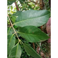 FRESH BAY LEAVES PRICE FOR 1 SHEET OF LEAVES