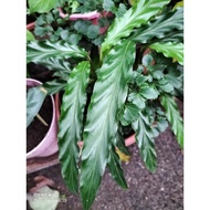 CALATHEA / PRAYER PLANTS