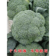 B Western Orchid Flower Seeds Western Blue Cauliflower Seeds Pine Cauliflower Seeds Cauliflower Gree