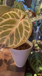 混種紅水晶花燭 Hybrid Anthurium ‘Red Crystallinum’