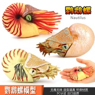 Simulation Ancient Marine Life Parrot Snail Cordyceps Ammonite Model Toys Plastic Children Science E