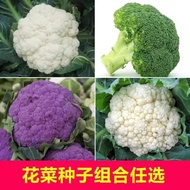 Ready Stock Fast Shipping Broccoli Seeds White Cauliflower Seeds Four Seasons Vegetable Seeds Seawee
