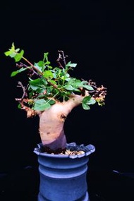 (#342) 卡塔夫正白皮橄欖　Commiphora kataf / 塊根植物 Caudex / 另售龜甲龍、念珠橄欖