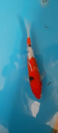 Anakan Ikan Koi Import F1 Sanke 22Cm Tatanhaidar