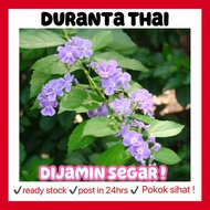RINA • duranta thai • duranta erecta golden dewdrop pigeon berry angel whisper skyflower medicinal p