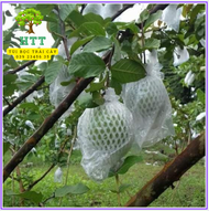 [ 1Kg ] TÚI XỐP BỌC VÚ SỮA HOÀNG KIM ỔI NỮ HOÀNG CÁC LOẠI ỔI ĐẦY ĐỦ XỐPTHUNBÌ