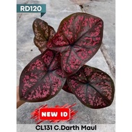 caladium darth maul.