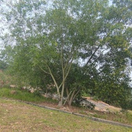 Pokok hidup akasia besar.