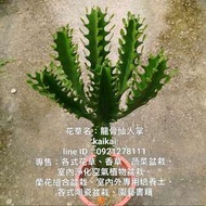 龍骨仙人掌/多肉植物