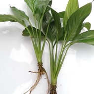1 branch of peace lily