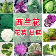 Family Planting Bagged Colorful Bags Green Western Blue Orchid Cauliflower Seeds Cauliflower Caulifl