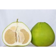 Anak Pokok Limau Bali Tambun Ready Stock