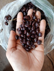 เม็ดมะขามพื้นเมือง 1kg ไปปลูกแนวรั้ว คั่วกิน บด สกัด