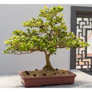 3 Biji Benih Pokok Bonsai Dwarf Boxwood Bonsai Tree Seed - 3 Seed