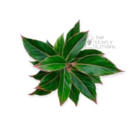 ♞,♘,♙AGLAONEMA  PINK Chinese Evergreen rooted &amp; Potted plants indoor plants
