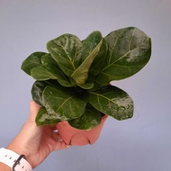 KP - Ficus Lyrata Fiddle Fig Daun Bulat & Rapat 🌿 Pokok Hidup