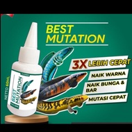 Obat Mutasi Ikan Channa BEST MUTATION Vitamin Ikan Channa Maru Barca