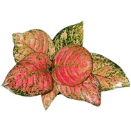 Tanaman Aglaonema Pink Ruby