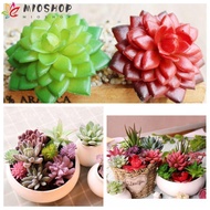 MIOSHOP Fake Plant Garden Vivid Home Decor Miniature Cactus
