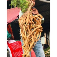 Whole fresh polyscias fruticosa root 5kg