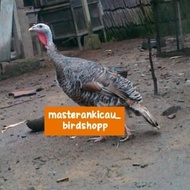 ayam kalkun betina siapan produksi istimewa