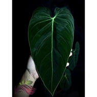 Philodendron Melanochrysum by LS Group