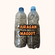 Maggot hidup 2 botol