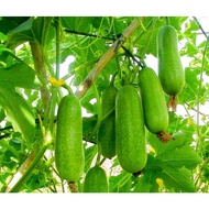 F1 Lemon Squash Seeds are easy to grow, high yield - 0.2gr package