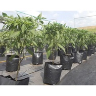 Pokok cili besar tinggi 1 kaki lebih 100% laku