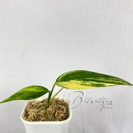 Epipremnum Amplissimum Varigata Variegata Variegated A LZ