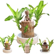Brazilian Wood,Mini Brazil Lucky Wood,Brazilian Wood Decor,Brazilian Lucky Wood Desk 2024 New Brazil