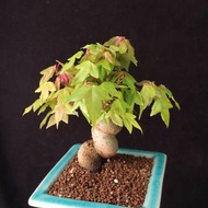 日本唐楓 精品矮霸   楓葉 原生 老樁 三角楓 種定多根  非嫁接 掌上盆景 連 花盆 plant  Bonsai 植物 盆栽 Japanese  maple tree 楓葉 楓樹 紅楓【實拍。只此
