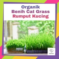 PROMOTION! 🏁 Biji Benih Wheatgrass Daun Gandum