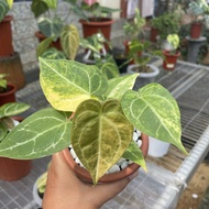 Anthurium Kuping gajah variegata papilaminumxcristalinumred