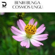 Bibit Bunga Kenikir Pink Ungu Kuning / Benih Cosmos Tanaman Herbal
