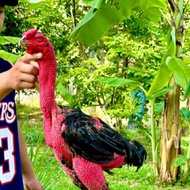 TELUR AYAM GANOI FERTIL ORI