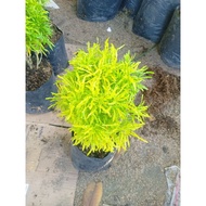 Golden Papua Live Plants
