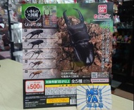 三上屋 ✨清貨優惠✨ 行版 生物大圖鑑 昆蟲 甲蟲 鍬形蟲 系列 第八彈 VOL. 8 扭蛋 1套5款 扁鍬形蟲 牛頭扁鍬形蟲 智利長牙鍬形蟲 黃金鹿角鍬形蟲 阿拉蓋瑞環鍬形蟲